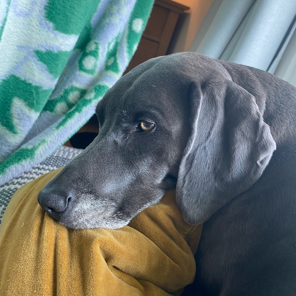 Meet your Posher, Peyton - Picture 1 of 1